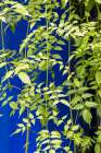 Marrakech-Morocco Plant life with cobalt blue backdrop Art Print